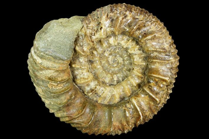 Stephanoceras Ammonite - Kirchberg, Switzerland #108787